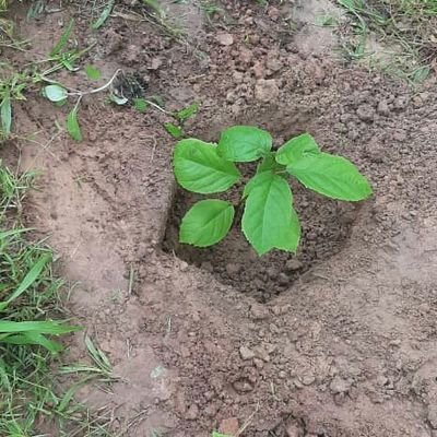 tafa29551866's profile picture. I want to meet new friends and I love farming too.