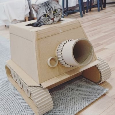 いなげねこせんしゃ ダンボール猫戦車 ばぁ と脅かす子猫が可愛い いなげねこせんしゃ ダンボール猫戦車 ばぁ と脅かす子猫が可愛い