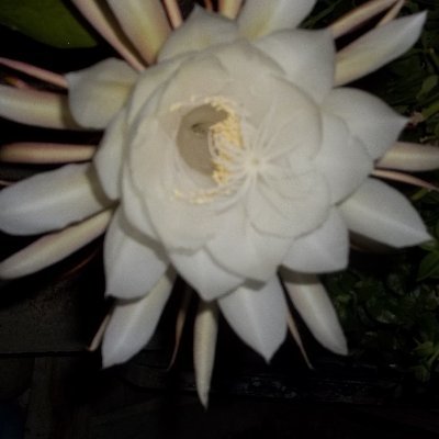 Pornotikon's profile picture. Artista plástica. https://t.co/MwLfunQcsk https://t.co/iJ9l07YYlI declamación.