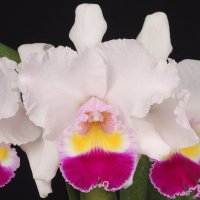 須和田農園 (@suwadaorchids) Twitter profile photo