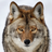 apcalls's profile image