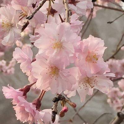 ごきげんよう🌸
私ども学習院女子大学畠山ゼミナールでは、一人ひとりが当事者意識をもちながら、今日の国際社会や日本の将来について、国際政治の視点から日々学びを深めています。
公式ホームページやInstagramにて情報発信を行っております。
お問合せ先 : hatakeyamasemi2025@gmail.com