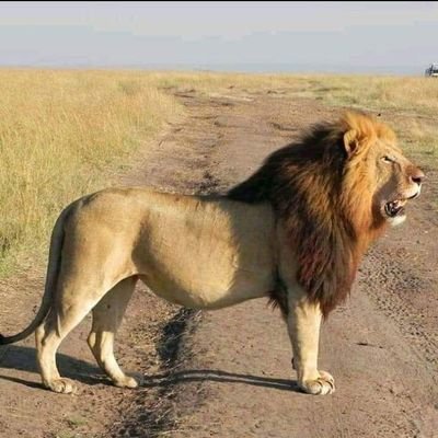 KotienoIsaac's profile picture. Work in total silence to confuse the enemy.