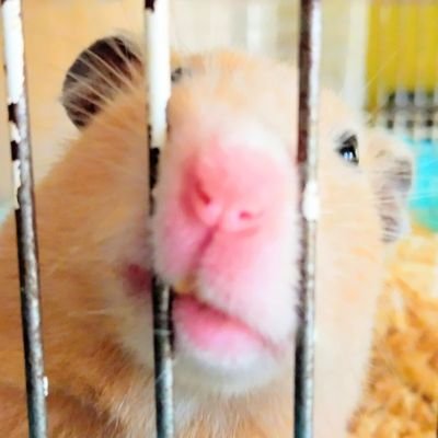 kieko　chiyori.さんのプロフィール画像