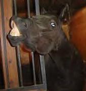 whisperersuz's profile picture. Wife, and mother, animal lover, worked with horses most of my life. Living in our country home, looking forward to what tomorrow may bring.