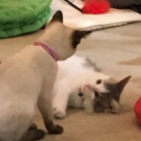 みねぎしつかさ (@juc3h) 's Twitter Profile