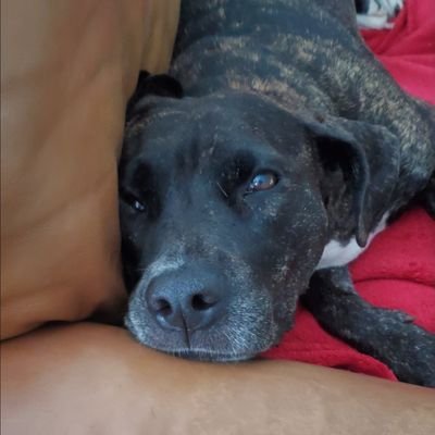 Starmocity's profile picture. Kako bolan nema Bosne! A Neretva huci. 

Prosipa vetar behara pehar
Spavaj mala, mašala,
Ne volim kad me uzmu na nišan.
Dal' sam od njinih il' baš i nisam?