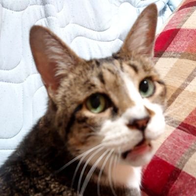 まる猫 その昔 兄弟喧嘩時 に 止めようと思ったけど いつの間にか闘っちゃってた どう考えても私の方が戦闘型やん ノ と自己分析したら 兄に変に納得された 前世はスーパーサイヤ人とかだと思うの ヽ 兄妹喧嘩 戦闘型 スーパー