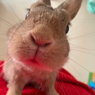 投資初心者です。50代の団地妻です。日中は夫婦で清掃業をしています。もう一度ペットと暮らすこと(ペットと暮らせる部屋に引っ越すこと)が直近の夢です。 新高値ブレイク投資塾4期生です。投資家の先輩の皆様、無言フォロー失礼します🙏 色々勉強させて頂いております。よろしくお願い致します🙇♀️