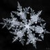 Snowflake ❄ 📯 (@GarbledOneliner) Twitter profile photo