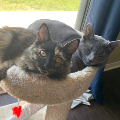 ShadowRobot3's profile picture. 