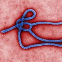 Rare and Imported Pathogens Laboratory (RIPL) (@ripl_porton) 's Twitter Profile Photo Rare and Imported Pathogens Laboratory (RIPL) (@ripl_porton) 's Twitter Profile Photo