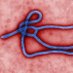 Rare and Imported Pathogens Laboratory (RIPL) (@ripl_porton) Twitter profile photo Rare and Imported Pathogens Laboratory (RIPL) (@ripl_porton) Twitter profile photo