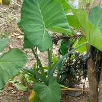 paman boboho (@ramdan80141109) 's Twitter Profile