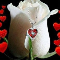 ود البوشي❤🥀😍 (@bush_wed) Twitter profile photo