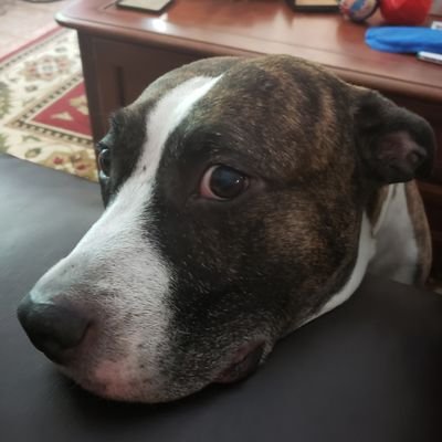 Jcartossa's profile picture. shy boy big heart