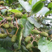 Gwern (@1ghamadryad) 's Twitter Profile Photo