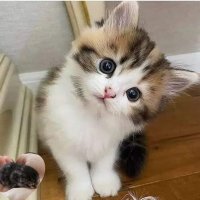 احمد-القريات-البلوي (@ahmedhamada9870) 's Twitter Profile