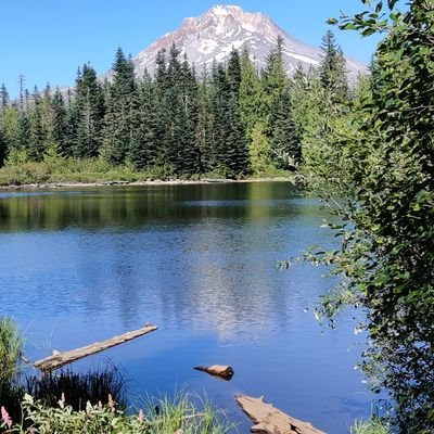 brucelamon's profile picture. 