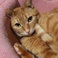あーうくん (@yjoqw4hzglfrtlu) 's Twitter Profile Photo