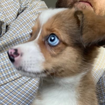 WCooperTheCorgi's profile picture. Arf! My name is Winston Cooper W., but you can call me Coop! Just living every day to it’s max with my sister Shelby and our dad. Corgi/Toy Aussie. ❤️