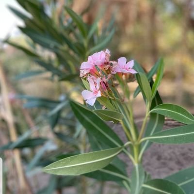 omleenal's profile picture. 