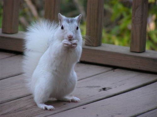 TopperSquirrel's profile picture. This is a parody account, I don't have thumbs; Squeak a little, Climb a little, Nut a Little. I am a squirrel of white color. Squeak Squeaker Squeaky Squeakum.
