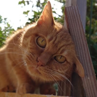 たにむーさんのプロフィール画像