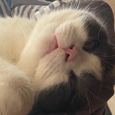 CookieRichard_'s profile picture. 