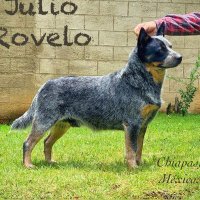 Julio Rovelo(@JulioUFC) 's Twitter Profile Photo