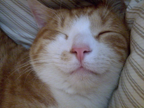 Deepleon's profile picture. 驛路觀塵，默賞花雨滿天，自性自覺，無奈紅塵濁亂。| 废都的仓央嘉措 | 叫我香引 | 終南山老司机 | 混乱中立 | 五毛小粉红全家被共产 | 轮子法下去见地藏王 | 民运大部分不是坏就是蠢 | 業障較重少遇善緣，藏草叢躲明槍，躍牆頭中暗箭 | 真言行者 | 推文下的广告皆为假，切莫暴露自身联系方式 |