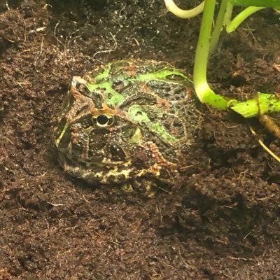 innergame_yushi's profile picture. 