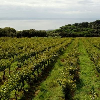 nosesi2009's profile picture. 