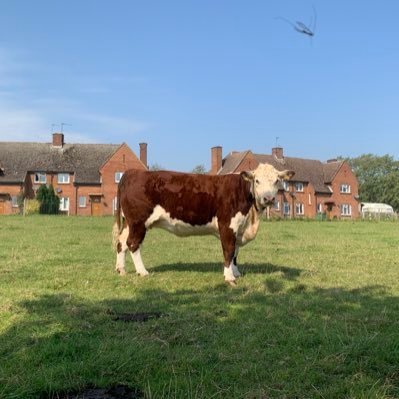 Spartan herefords farming in Oxfordshire