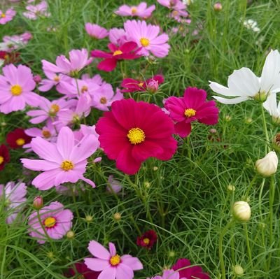 yuk06046113's profile picture. 成人済/🔥🎴・🌊🎴が好きです(*˘︶˘*).｡.:*♡
つぶやきは少なめです。ｲﾗｽﾄ・漫画をみて癒やされています。