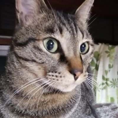 y3NiCsx6twx36LE's profile picture. 2016年に初めて猫を飼い猫の魅力にとりつかれました。保護猫でキジトラ猫のむっちゃん♂推定4歳と、そして2020年10月20日推定4ヶ月♂黒猫のなっちゃんを家族に迎えました。YouTubeチャンネルも宜しくです。https://t.co/lEIvelbd0y