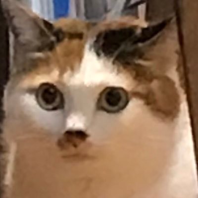 VhNcCLgg1VpdHtT's profile picture. 最近まどドラとゼンゼロハマってます/推しはほむら&まどか/無言でフォローとかしちゃいます！/PvP S3:11位