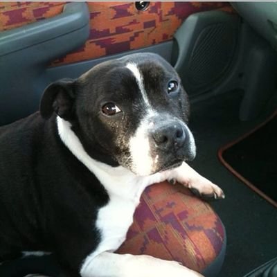 OrdMissf's profile picture. Books are my first love ❤️, real life crime, paranormal and unexplained.

Author/writer, 
book out 2021 via rowanvale books