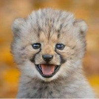 ピット (@kinsoubon) 's Twitter Profile
