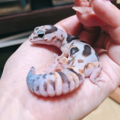 iShelter→特許庁意匠権登録完了🦎 業持ち多肉好き❤︎あいするメンバー&iShelter愛知販売店です🐒 メルカリ、ラクマ、BASEにて販売中✨お気軽にお問い合わせ下さい💌💭