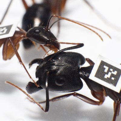 KellerLab_Ants Profile Picture