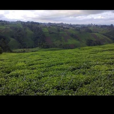 Ni_Gilly's profile picture. Let's talk business:Tech Innovation, Transport n Logistics.