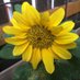 Lisa (@sonnenblumenaug) Twitter profile photo Lisa (@sonnenblumenaug) Twitter profile photo