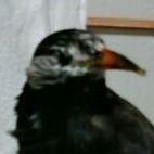 Piepimukudori's profile picture. 🐥２００３ー２０１３🐥
10年5か月.わたしと家族を癒して笑わせてくれたピーピとの思い出をふりかえります💐