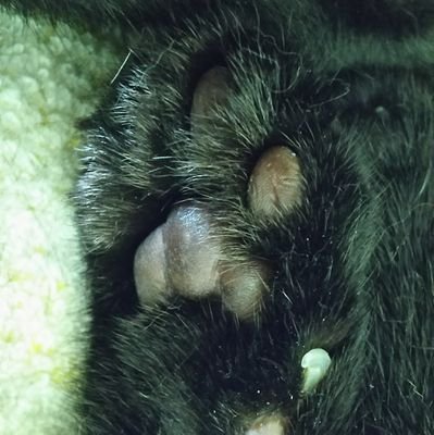 Jリーグやビーナスイレブンびびっど、ブルアカ、艦アケなどがメインです( ^ ^)r゛
ヘッダーは基本私の最愛のネネム、兎村ゆづき、七々扇じゅずの3名で構成されております(//∇//)