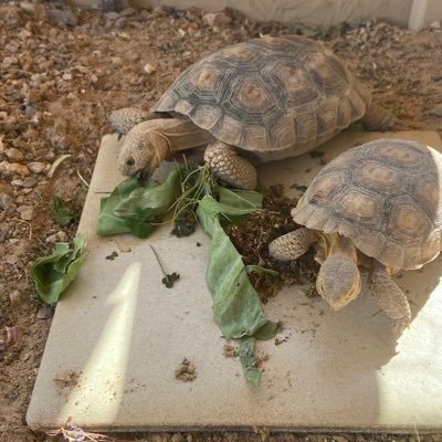 We are 2 tiny desert tortoises Ruth & Bader Happy to be named after Ruth Bader Ginsburg. Remembering her life and legacy. #HonorHerWish She/her