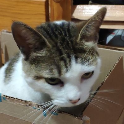 alexansamael's profile picture. Twitter de Alex