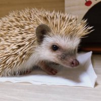 まめこ (@satomizu_mameko) 's Twitter Profile