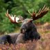 The Moose (@squantomoose) Twitter profile photo The Moose (@squantomoose) Twitter profile photo