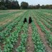 Colin Peters (@colinbreakcrop) Twitter profile photo Colin Peters (@colinbreakcrop) Twitter profile photo